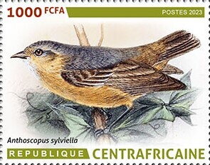 Buff-bellied Penduline-tit (Anthoscopus sylviella)