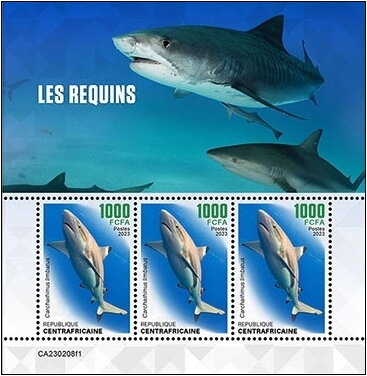 Carcharhinus limbatus