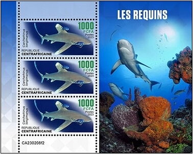 Carcharhinus longimanus