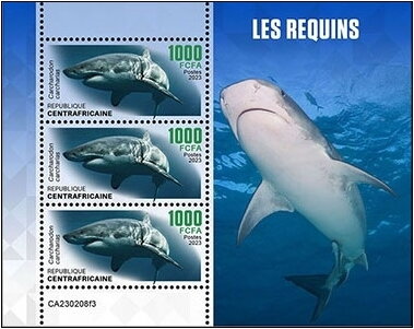 Carcharodon carcharias