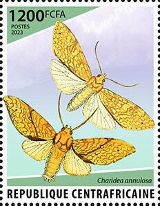 Charidea annulosa