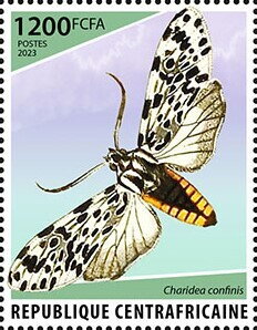 Charidea confinis