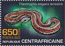 Coast Garter Snake (Thamnophis elegans terrestris)