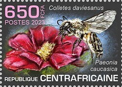 Colletes daviesanus, Paeonia caucasica