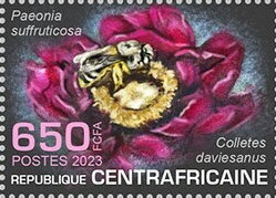 Colletes daviesanus, Paeonia suffruticosa