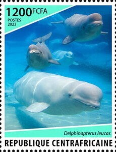 Common minke whale (Balaenoptera acutorostrata)