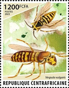 Common wasp (Vespula vulgaris)