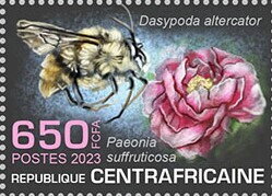 Dasypoda altercator, Paeonia suffruticosa