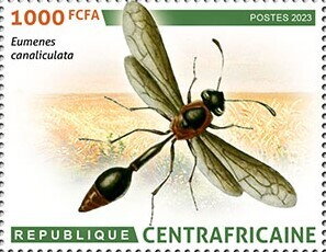 Eumenes canaliculata