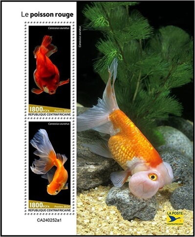 Goldfish (Carassius auratus)
