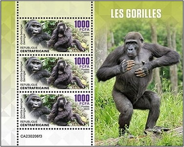 Gorilla beringei beringei
