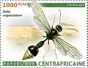 Great Potter Wasp (Delta unguiculata)