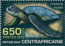 Green sea turtle (Chelonia mydas)