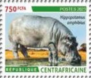 Hippopotamus (Hippopotamus amphibius)