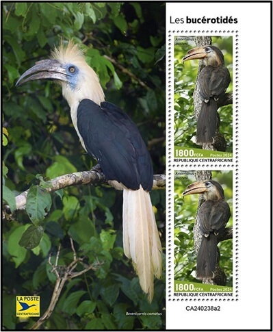 Hornbills (Anorrhinus austeni)