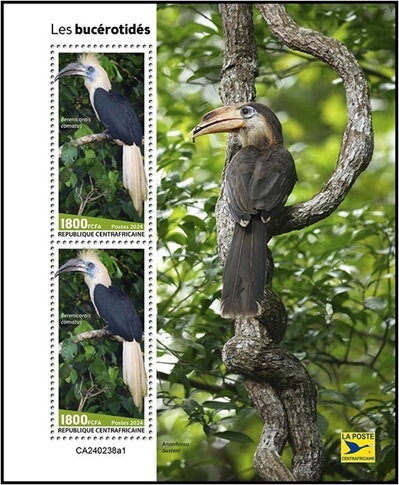 Hornbills (Berenicornis comatus)