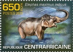 Indian elephant (Elephas maximus indicus)