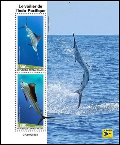 Indo-Pacific Sailfish (Istiophorus platypterus)