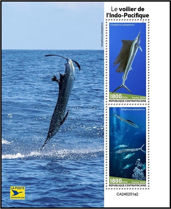 Indo-Pacific Sailfish (Istiophorus platypterus)