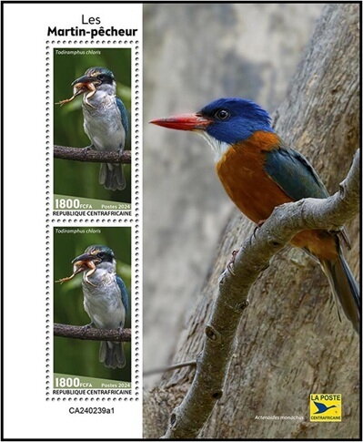 Kingfishers (Todiramphus chloris)