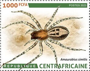 Laceweaver spider (Amaurobius similis)​​
