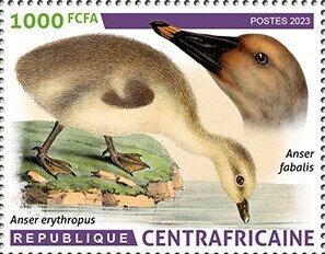 Lesser white-fronted goose - Bean goose