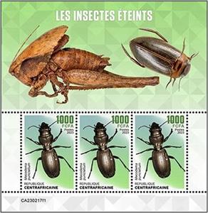 Mini Sheet, Mecodema punctellum, Central African Republic,  , Insects