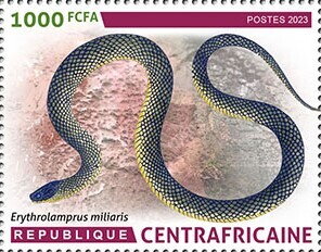 Military ground snake (Erythrolamprus miliaris)