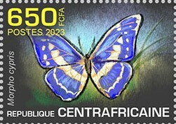 Morpho cypris