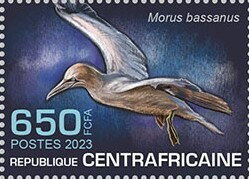 Northern gannet (Morus bassanus)