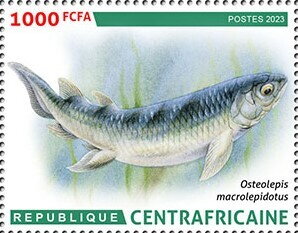 Osteolepis macrolepidotus
