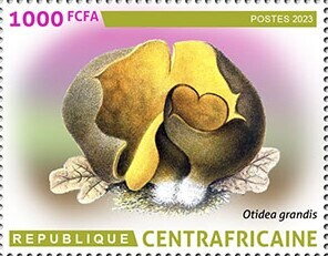 Otidea grandis