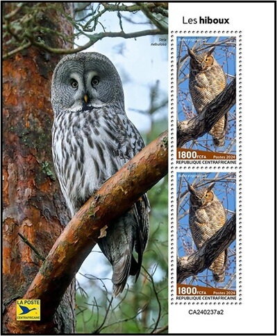 Owls (Bubo virginianus)