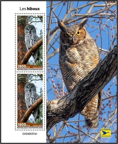Owls (Strix nebulosa)