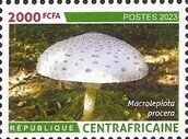 Parasol mushroom (Macrolepiota procera)