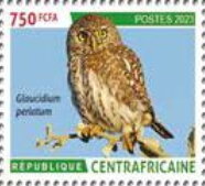 Pearl-spotted owlet (Glaucidium perlatum)