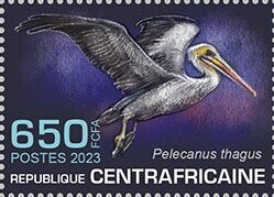 Peruvian pelican (Pelecanus thagus)