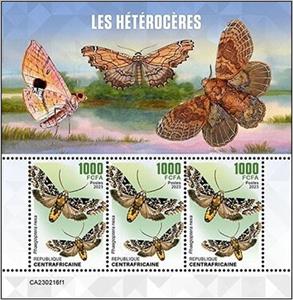 Mini Sheet, Phaegoptera nexa, Central African Republic,  , Butterflies and Moths, Insects