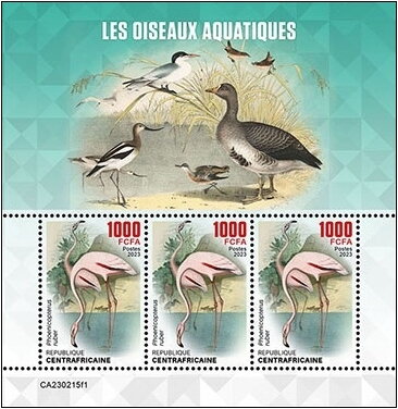 Phoenicopterus ruber