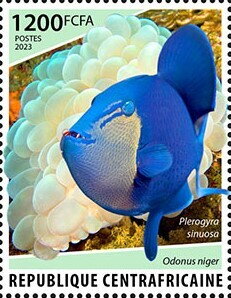 Plerogyra sinuosa, Odonus niger