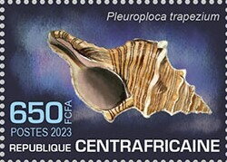 Pleuroploca trapezium