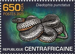 Ring-necked snake (Diadophis punctatus)