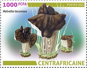 Slate grey saddle (Helvella lacunosa)
