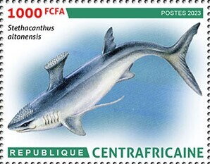 Stethacanthus altonensis