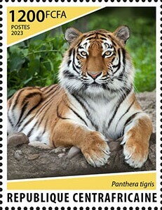 Tiger (Panthera tigris)