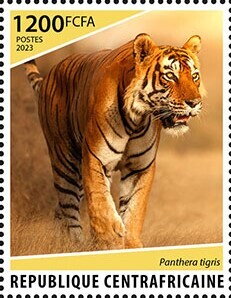 Tiger (Panthera tigris)