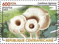 Tiger Sawgill (Lentinus tigrinus)