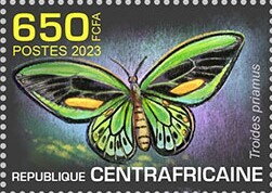 Troides priamus