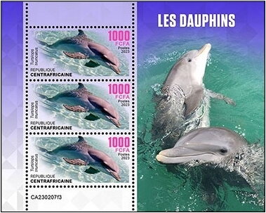 Tursiops truncatus