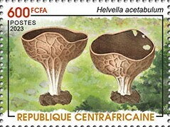 Vinegar Cup (Helvella acetabulum)